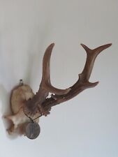 Mounted roe deer for sale  SHIPSTON-ON-STOUR