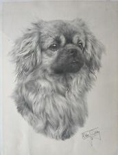 Print tibetan spaniel for sale  LYMM