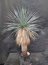 Rostrata yucca ssp. for sale  Shipping to Ireland