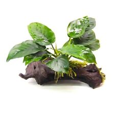 Anubias barteri racine d'occasion  France