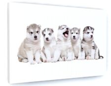 Cute husky puppies for sale  DONCASTER