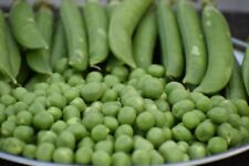 Pea seeds quick for sale  BRISTOL