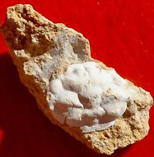 Crabe fossile éocène d'occasion  Cuxac-d'Aude