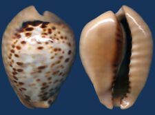 Shell cypraea mus for sale  Shipping to Ireland