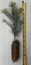 Noble fir tree for sale  Albany