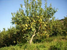 limone caviale usato limone caviale usato Rubiera