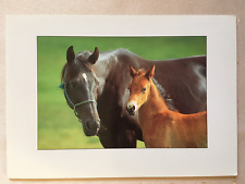Postkarte pferde alain gebraucht kaufen  Hamburg