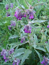 Freash organic comfrey for sale  Dundee