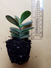 Baby jade plant for sale  ILFORD