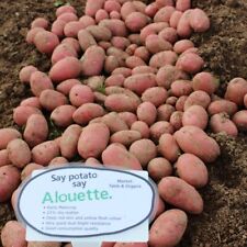 Organic alouette seed for sale  NEWRY
