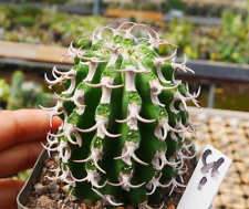 5cm catus cactus for sale  Shipping to Ireland