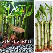 Lucky bamboo plant for sale  Shipping to Ireland