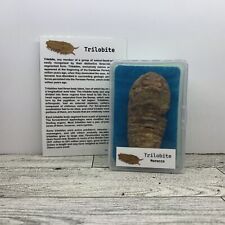 Trilobite extinct arthropod for sale  Davenport