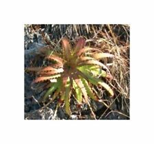 Used, 10x Hechtia Nuusaviorum Bromeliad Yellow Garden Plants - Seeds ID579 for sale  Shipping to South Africa