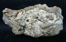Collectible minerals fossil d'occasion  Expédié en Belgium