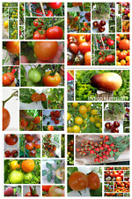 Tomaten buchstabe 36 gebraucht kaufen  Erding