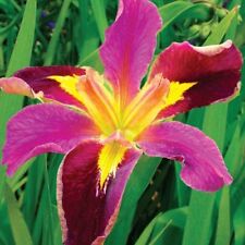Iris louisiana spicy d'occasion  Krautergersheim