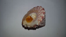 Conchiglia shell trochus usato  Piombino