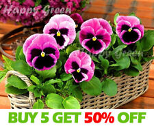 Flower pansy swiss for sale  DONCASTER