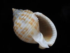 Used, Sea Shells Semicassis granulata undulata 66.3mm ID#4945 for sale  Shipping to South Africa