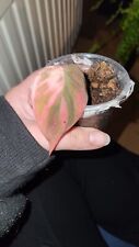 Philodendron micans pink gebraucht kaufen  Plauen-, PL-Umland