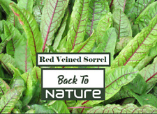 Red veined sorrel for sale  Shasta Lake