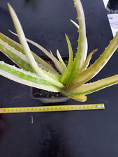 Aloe vera chinensis d'occasion  Perpignan-