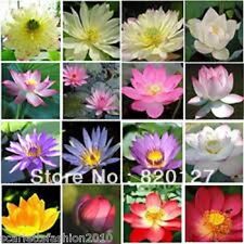 Water lily lotus for sale  DARLINGTON