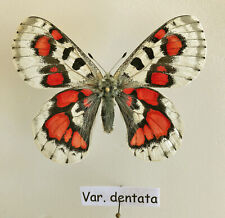 PARNASSIUS NOMION KOIWAYAI***** male Nr. 1 var. dentata******China for sale  Shipping to South Africa