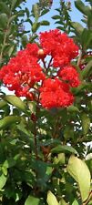 Crape myrtle red for sale  Fountain