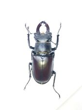 Insect - LUCANIDAE Lucanus Cervus Male - France - 55mm Medium Size..! for sale  Shipping to South Africa