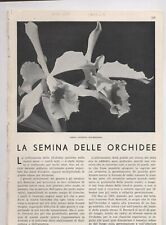 Semina delle orchidee usato  Trento