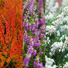 Mixed heather plants for sale  GLASGOW