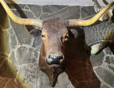 Longhorn steer taxidermy for sale  Monrovia