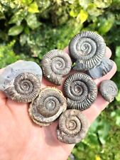 Dactylioceras ammonites whitby for sale  REDCAR