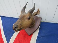 Distressed old taxidermy for sale  BRENTFORD