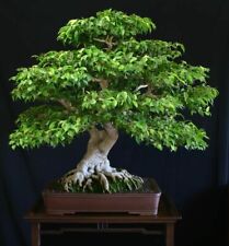 Ficus benjamina ficus usato  Torino
