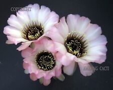 anemone for sale  FORDINGBRIDGE