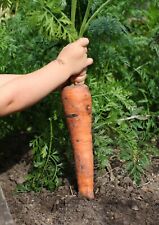 Semi carota gigante usato  Reggio Calabria