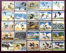 wildfowl for sale wildfowl for sale HOVE