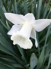 Daffodil mount hood for sale  CAMBRIDGE