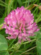 Red clover seeds for sale  WALLASEY