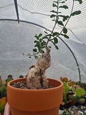 Fockea edulis bonsai for sale  CLACTON-ON-SEA