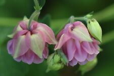 Más de 50 semillas rosa Columbine doble relleno, cultivadas orgánicamente segunda mano  Embacar hacia Argentina