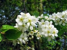 Bird cherry prunus for sale  ALTON