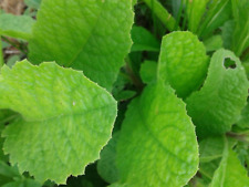 Semillas de Stevia Hoja Dulce - Stevia rebaudiana Natural Sustituto del Azúcar Planta Hierba, usado segunda mano  Embacar hacia Mexico