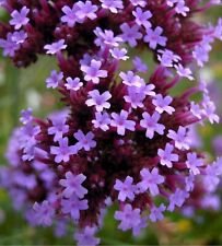 Verbena bonariensis purple for sale  TIVERTON