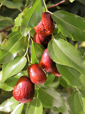 Asian date jujube for sale  Canton