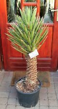 Yucca filifera de México, 120 cm, 65 cm tronco, ¡carpa de raíz!, usado segunda mano  Embacar hacia Spain