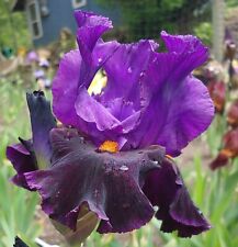 Tall bearded iris for sale  Ahsahka